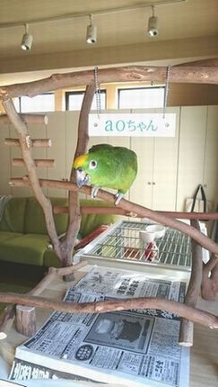 思い切ってバードジムに上ってみる