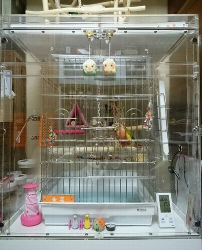 �E���R�C���R�̒���������ꂽ�A�N�����P�[�X