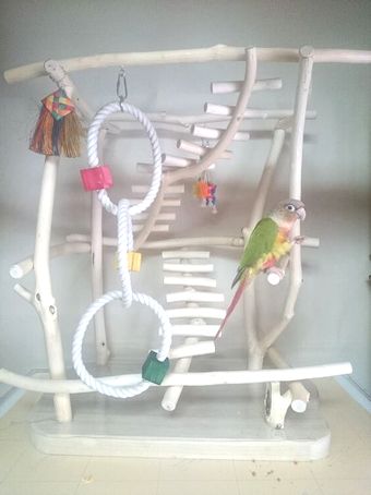 �E���R�C���R�̃o�[�h�W��