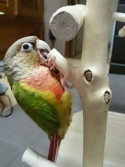 �؂�������E���R�C���R