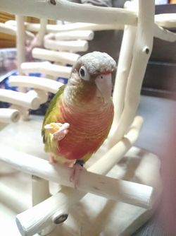 �E���R�C���R