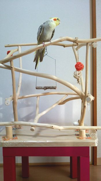 �o�[�h�W���Ɏ~�܂�I�J���C���R