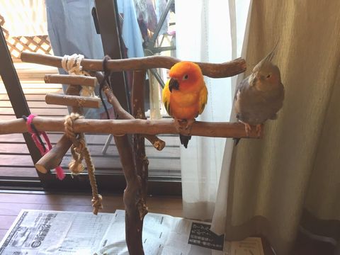 オカメインコとコガネメキシコインコ