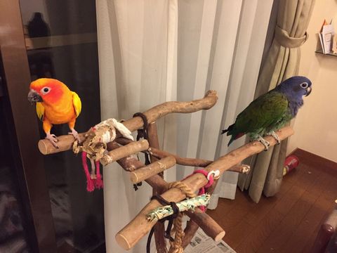 アケボノインコとコガネメキシコインコ