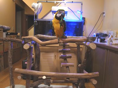 �t���ς������郋���R���S�E�C���R