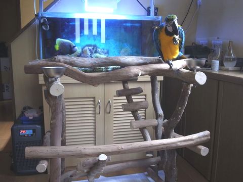 �����R���S�E�C���R�ƃo�[�h�W��