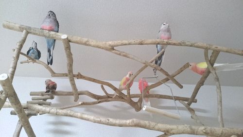 �o�[�h�W���Ɏ~�܂鑽���̃A�L�N�T�C���R