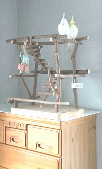 �o�[�h�W���Ɏ~�܂�I�J���C���R