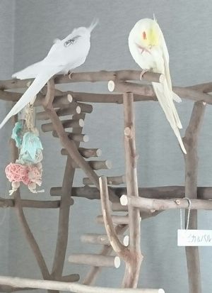 �I�J���C���R���C�ɓ���̏ꏊ