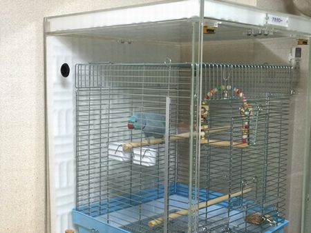 ���J�P�z���Z�C�C���R�̒���������ꂽ�A�N�����P�[�X