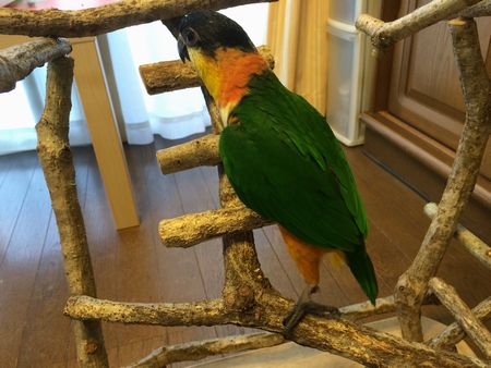 �o�[�h�W���ɏ��Y�O���V���n���C���R