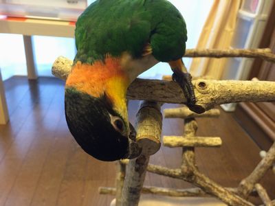 �؂̎}��������