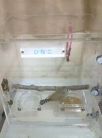 �L���J�`���E�p�̃A�N�����P�[�X