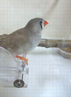 �L���J�`���E