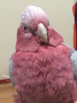 �����C���C���R