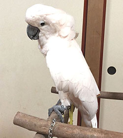 �o�[�h�W���ɏ��I�I�o�^��