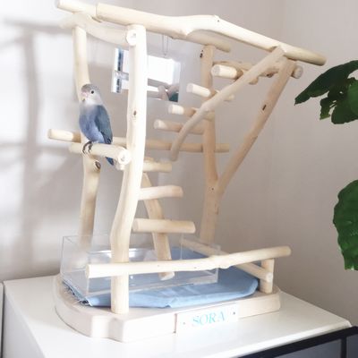 ���Ɛ����уg���C�𐘂��t��