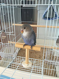 �R�U�N���C���R