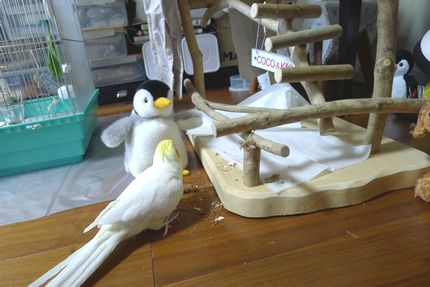 �I�J���C���R�Ƃ؂񂬂�̂ʂ������