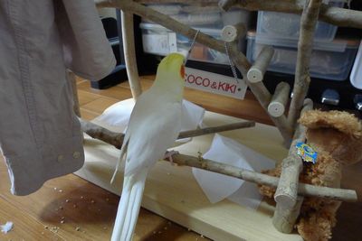 �V�ԃI�J���C���R