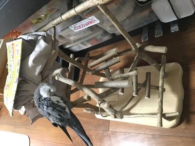 �o�[�h�W���ɏ�郈�E��