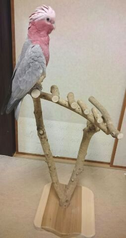 �o�[�h�W���Ɏ~�܂郂���C���C���R