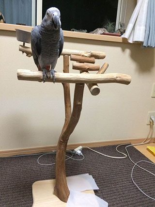 ���E���̎~�܂�؃X�^���h