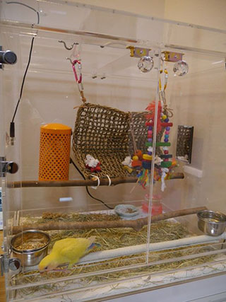 �R�U�N���C���R�̃A�N�����P�[�X