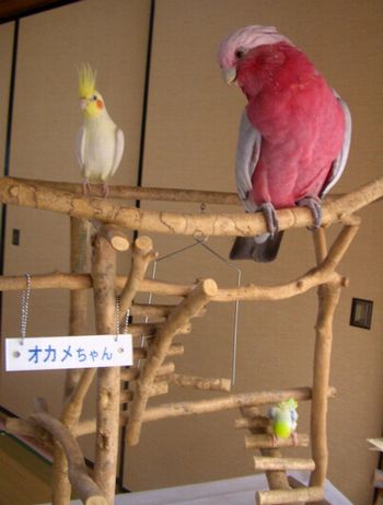 �����C���C���R�ƃI�J���C���R