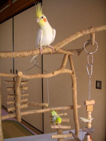 �o�[�h�W���ɏ��I�J���C���R