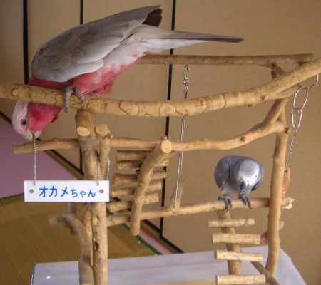 �o�[�h�W���ŗV�ԃ����C���C���R