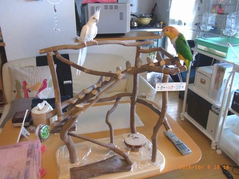 �o�[�h�W���Ɏ~�܂�C���R����