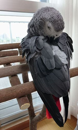 止まり木で羽繕いするヨウム