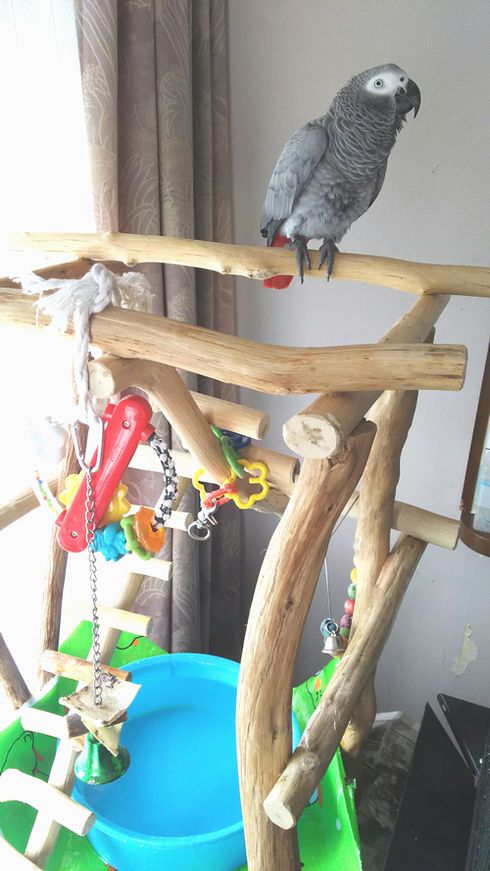 ���E���̃o�[�h�W���@���Ő�����