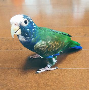 ドウバネインコ