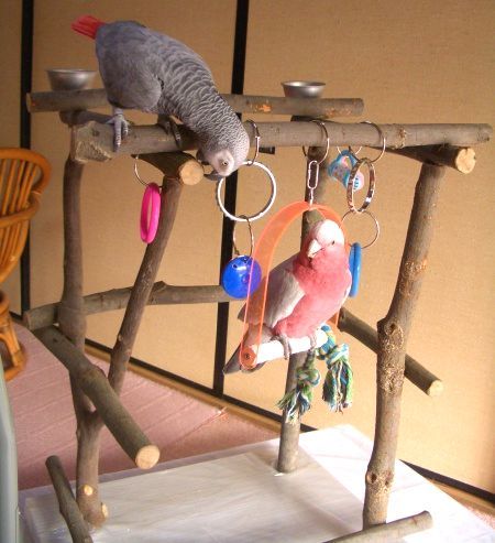 ꖂ�̂���D���ȃ��E��