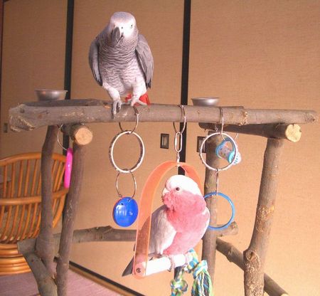 ���E���ƃ����C���C���R