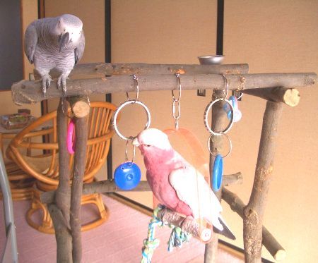 ��������ŗV�ԃ����C���C���R