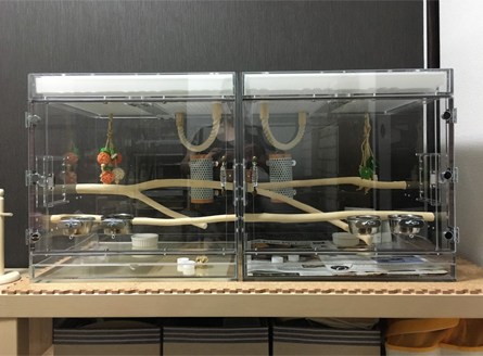 �I�J���C���R�@�A�N�����P�[�X