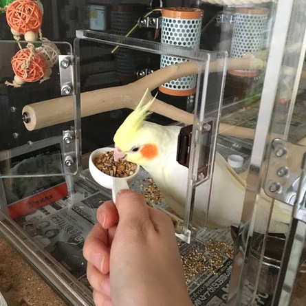 ��������I�J���C���R�ɂ������