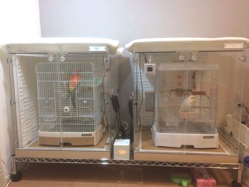 インコのアクリルケース 鳴き声の防音対策