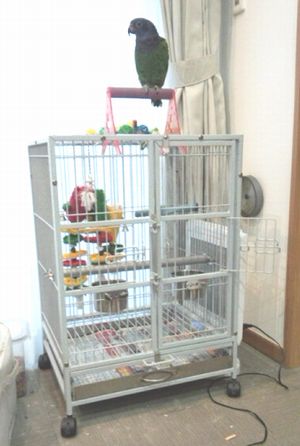 �������̏�Ɏ~�܂�E���R�C���R