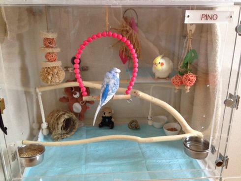 オカメインコとセキセイインコ　同居