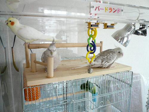 �������̏���I�J���C���R�̗V�я��