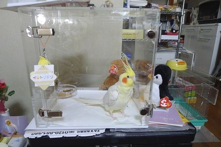 �I�J���C���R�̃L�����[�P�[�X