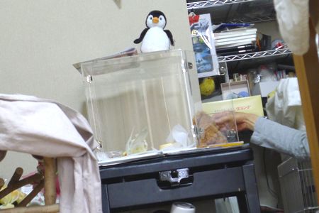 �L�����[�P�[�X�ɓ�����K