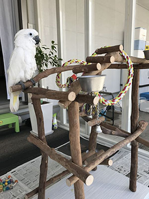 �o�[�h�W���ɏ��^�C�n�N�I�E��