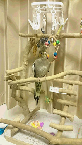 �I�J���C���R�̋C�������������Ⴊ�����ς�