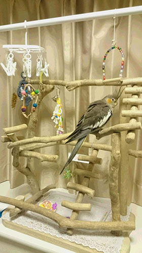 �o�[�h�W���̏�̃I�J���C���R