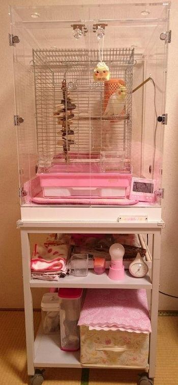 �I�J���C���R�̒���������ꂽ�A�N�����P�[�X